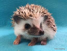 2 year old, great with other dogs, can be nervous with strangers and will bark at first but once he gets to know you he is. For Sale Riddle S Hedgehogs Hedgehog Breeder In Northern Virginia