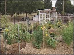 Urban Orchard Vandalized In Church Hill