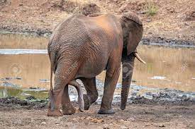 Macho Elefante Pene Erigido En El Parque Kruger Sudáfrica Retrato Fotos,  retratos, imágenes y fotografía de archivo libres de derecho. Image  130605535