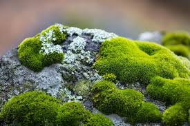 13 facts about moss plants all about
