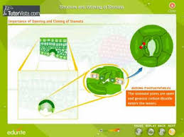 structure and working of stomata you