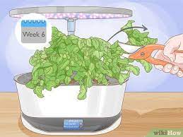 how to grow aerogarden tomatoes