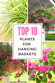 Lobelia's popular blue flowers and green foliage can make any hanging basket stand out. Top 10 Plants For Hanging Baskets Gardening Know How S Blog
