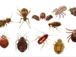 bugs commonly mistaken as bed bugs