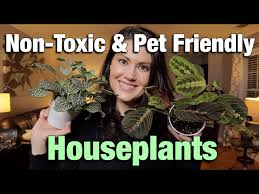 Pet Friendly Non Toxic Houseplants