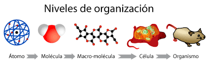 1.1.- ¿Qué somos? ¿Un conjunto de células? |