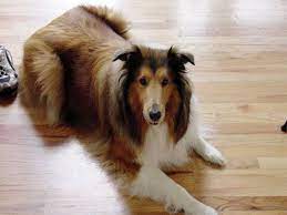 pet friendly flooring options for dogs