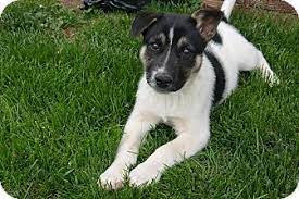 Common pairings with the newfoundland in the mix include thanks for visiting our newfoundland mix page! Shepherd Unknown Type Newfoundland Mix Puppy For Adoption In Denver Colorado Indy Puppy Adoption Pet Adoption Pets