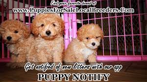 apricot toy poodle puppies ga