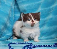 Why buy a munchkin kitten for sale if you can adopt and save a life? Minuet Kittens Cattery