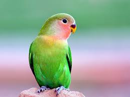 beautiful parrot s birds hd art