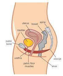 how can women s health physiotherapy