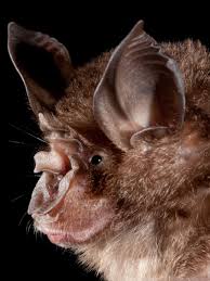 bats could transmit zoonotic diseases