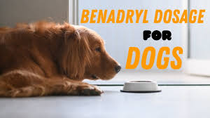 benadryl dosage for dogs guide you