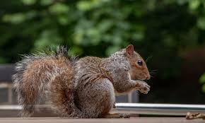Squirrels typically don't wind up inside walls as much as rats do. How To Remove Squirrels From Your House