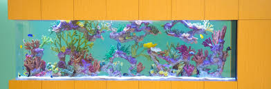 Custom Aquariums -Aquatic Management - Themed Environments gambar png