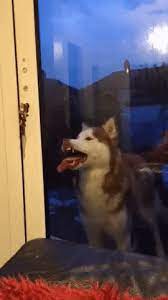 Dog Licking Glass Gifs Find Share