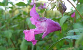 Parasitic fungus introduced to attack Himalayan balsam