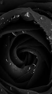 mh83-beautiful-dark-rose-flower-nature