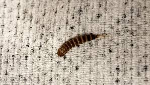 how to get rid of bed worms permanently