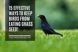 keep birds from eating gr seed