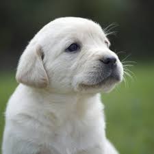 It's also free to list your available puppies and litters on our site. Cottage Garden Goldadors Breeders Of Exceptional Golden Lab Mix Puppies