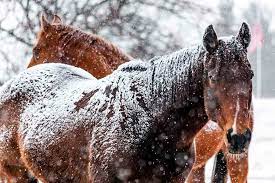 How Cold Is Too Cold For Horses My