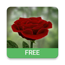 3d rose live wallpaper free app for