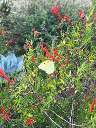 Hummingbird Bush Flame Acanthus A