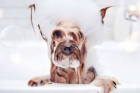 Can i use baby shampoo for a dog bath? Can I Use Baby Shampoo On My Dog Pet Friendly House