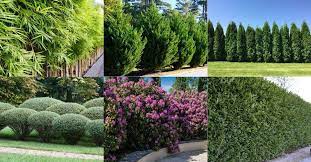 32 Fastest Growing Shrubs And Trees To