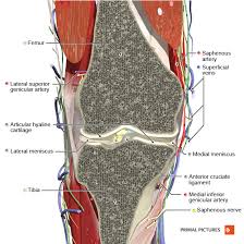 The muscles that affect the knee's movement run along the thigh and calf. Knee Physiopedia
