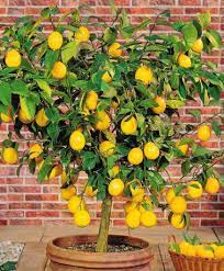 Growing Citrus In Your Greenhouse By