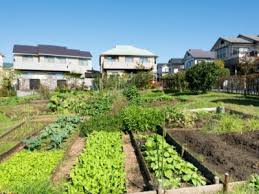 Benefits Of A Backyard Suburban Garden