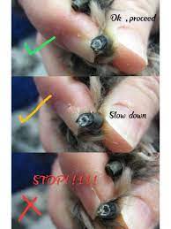 how to cut a dog s nails burke