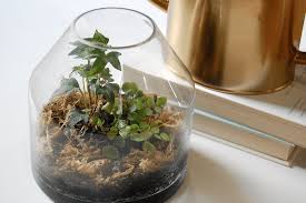 terrarium care and tips 10 mistakes to