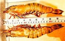 Which prawns are the biggest?