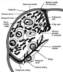 Splenectomy is indicated where injury to. Spleen An Overview Sciencedirect Topics