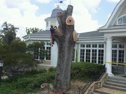 Tree removal & trimming made easy licensed and insured. Tree Removal Service Lawrenceville Ga M G Tree Service Suwanne Ga