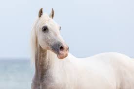 20 free white horse riding images