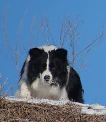 Border collie puppies for sale at marketplaces. Ontario Border Collie Puppies For Sale Hollowshot Border Collies