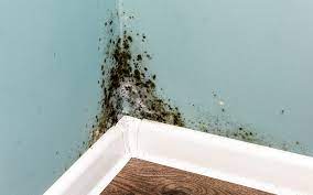 prevent mold in your house and do not