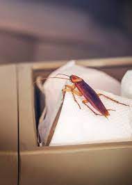 roaches in your car 7 ways to get rid