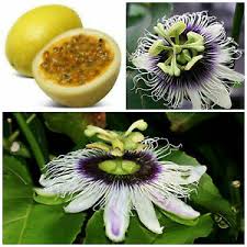 This fruit flourishes in tropical weather and you'll find the fresh fruit in summer. 10 Graines De Passiflora Edulis F Flavicarpa Maracuja Fruit De La Passion F Ebay