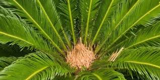 sago palms extremely dangerous for