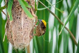 types of bird nests