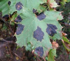 maple tree diseases and how to treat them