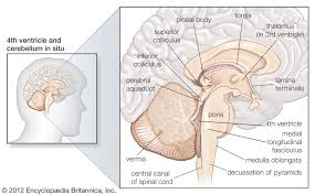 This mri brain cross sectional anatomy tool is absolutely free to use. Midbrain Anatomy Function Britannica