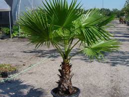 Washingtonia Filifera Palm Tree Live