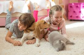 best carpet for a house with pets
